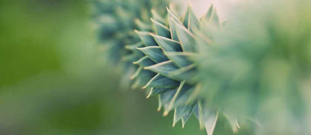 LEO Fondet søger Junior Analyst til kommunikation